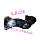 仲良しの犬とフェレット（個別スタンプ：14）