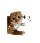 スコティッシュはるまる第6弾～ネット猫編（個別スタンプ：1）