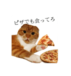スコティッシュはるまる第6弾～ネット猫編（個別スタンプ：3）