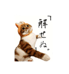 スコティッシュはるまる第6弾～ネット猫編（個別スタンプ：4）