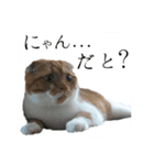 スコティッシュはるまる第6弾～ネット猫編（個別スタンプ：6）