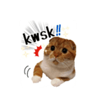 スコティッシュはるまる第6弾～ネット猫編（個別スタンプ：7）