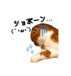 スコティッシュはるまる第6弾～ネット猫編（個別スタンプ：8）