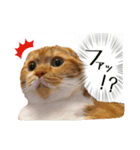 スコティッシュはるまる第6弾～ネット猫編（個別スタンプ：10）
