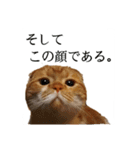 スコティッシュはるまる第6弾～ネット猫編（個別スタンプ：13）