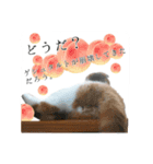 スコティッシュはるまる第6弾～ネット猫編（個別スタンプ：15）
