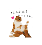 スコティッシュはるまる第6弾～ネット猫編（個別スタンプ：16）