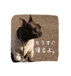 french UGG（個別スタンプ：3）