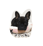 french UGG（個別スタンプ：7）