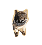french UGG（個別スタンプ：15）