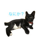 ねこ〜（個別スタンプ：1）