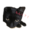 ねこ〜（個別スタンプ：3）