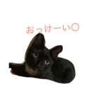 ねこ〜（個別スタンプ：5）