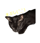 ねこ〜（個別スタンプ：6）