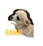 my pet(dog)（個別スタンプ：1）