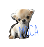 my pet(dog)（個別スタンプ：3）