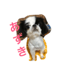 my pet(dog)（個別スタンプ：4）