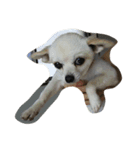 my pet(dog)（個別スタンプ：6）