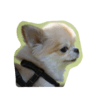 my pet(dog)（個別スタンプ：7）