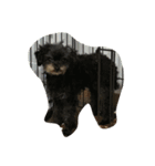 my pet(dog)（個別スタンプ：8）