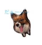 くるみんの毎日♪（個別スタンプ：3）