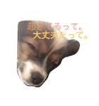 くるみんの毎日♪（個別スタンプ：12）