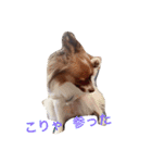 くるみんの毎日♪（個別スタンプ：14）