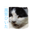 ねこたちの独り言（個別スタンプ：1）