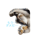 ねこたちの独り言（個別スタンプ：2）