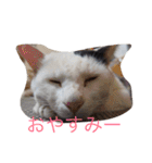 ねこたちの独り言（個別スタンプ：3）