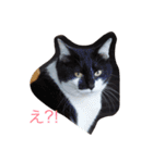 ねこたちの独り言（個別スタンプ：4）