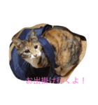 ねこたちの独り言（個別スタンプ：5）