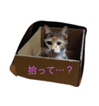 ねこたちの独り言（個別スタンプ：8）