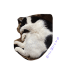 ねこたちの独り言（個別スタンプ：10）