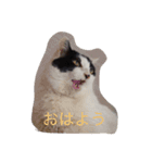 ねこたちの独り言（個別スタンプ：12）