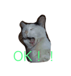 ねこたちの独り言（個別スタンプ：13）