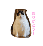 ねこたちの独り言（個別スタンプ：14）