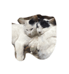 ねこたちの独り言（個別スタンプ：15）