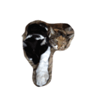 ねこたちの独り言（個別スタンプ：16）
