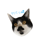 豆姉弟（個別スタンプ：1）