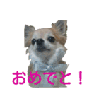 だいだいです vol.2（個別スタンプ：8）