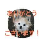 だいだいです vol.2（個別スタンプ：11）