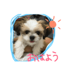 ミックス犬(シーズー×チワワ)（個別スタンプ：3）