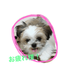 ミックス犬(シーズー×チワワ)（個別スタンプ：4）