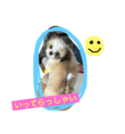 ミックス犬(シーズー×チワワ)（個別スタンプ：5）
