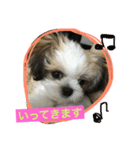 ミックス犬(シーズー×チワワ)（個別スタンプ：6）