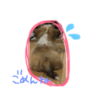 ミックス犬(シーズー×チワワ)（個別スタンプ：7）