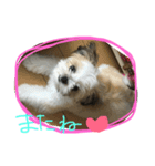 ミックス犬(シーズー×チワワ)（個別スタンプ：8）