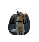 Goldenretreverhk（個別スタンプ：1）