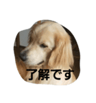 Goldenretreverhk（個別スタンプ：2）